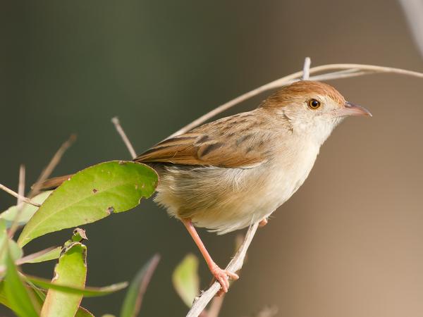 <h3>Cisticola chiniana / Rattling cisticola / Ratelgraszanger</h3>OM-1 Mark II with OLYMPUS M.150-400mm F4.5, 1/2000 sec at F4.5, ISO 1250, distance 6.43 m